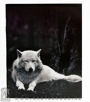 тетрадь волк