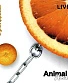 CD Animal ДжаZ "ОранджаZ"
