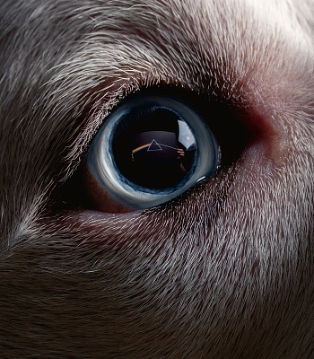 CD Pink Floyd's Roger Waters "The Dark Side Of The Moon Redux"