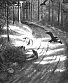 CD Burzum "Hvis Lyset Tar Oss"