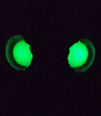 игрушка интерьерная котенок призрак