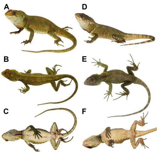 BruceDickinsonLizard.jpg BruceDickinsonLizard.jpg