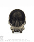  alchemy gothic ( ) r101 vampyr skull