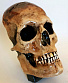 панно череп с золотым зубом лоботомированный