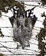 CD Hate "Tremendum"