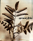 CD Amorphis "Tuonela"
